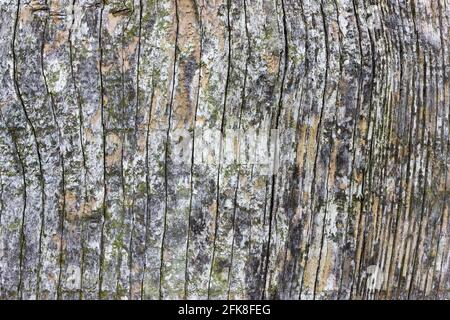 Detail of heavily weathered wood showing cracking along the grain Stock Photo