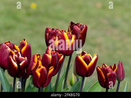Tulip Abu Hassan Stock Photo