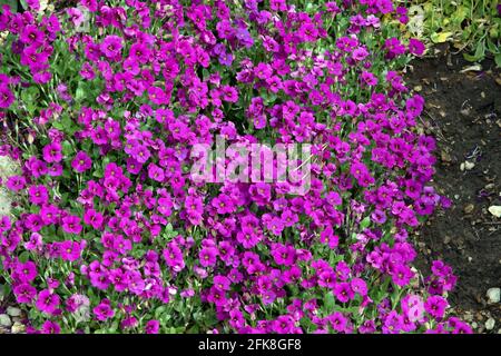 Aubrieta gracilis 'Kitte Purple' Stock Photo