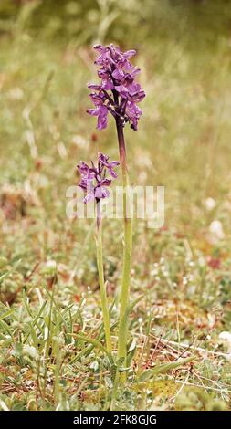 green winged orchid, Anacamptis morio, Orchidaceae, plant in blooming Stock Photo