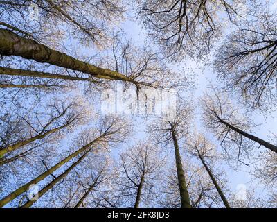 Tall Wild Cherry Trees in a woodland, reaching for the sky. Crown shyness with blossom against a blue sky in fine Spring weather. Stock Photo