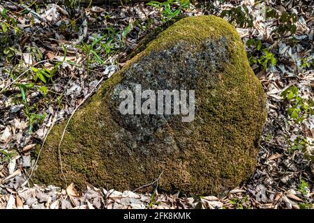 A large, natural stone covered with moss lies in the forest among fallen leaves Stock Photo