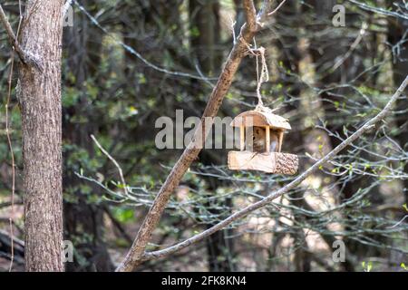 The hungry squirrel, which hardly fits into the small bird feeder, eats the poured sunflower seeds Stock Photo