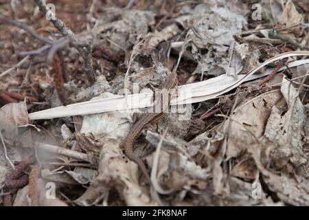 Sand lizard  - Jaszczurka Zwinka Stock Photo