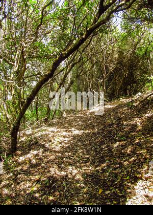 Small trees at the edge of the Tsitsikamma forest, South Africa, forming a green tunnel over a leaf strewn hiking trial Stock Photo