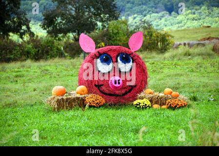 Round bale of hay has been decorated to be a smiling, pink pig.  Clothes basket makes nose.  Pumpkins sit on square bales around it. Stock Photo