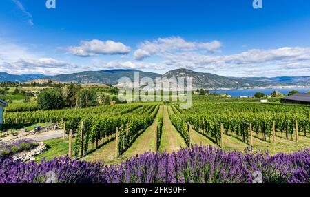 PENTICTON, CANADA - JULY 04, 2020: vine farm in a lake valley with lavender flowers in the foreground. Stock Photo