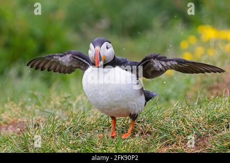 Atlantic puffin (Fratercula arctica) flapping its wings in the rain and showing coloured beak in the breeding season in summer Stock Photo