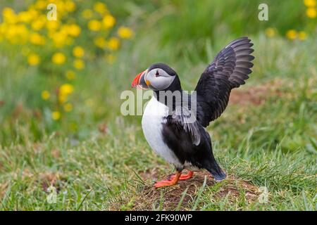 Atlantic puffin (Fratercula arctica) flapping its wings and showing coloured beak in the breeding season in summer Stock Photo