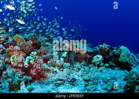 Green sea turtle (Chelonia Midas) at cleaning station on coral reef, clouds of reef fish overhead, Palau, Micronesia Stock Photo