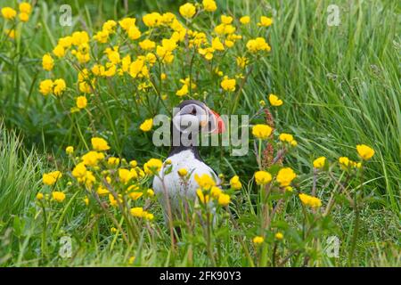 Atlantic puffin (Fratercula arctica) emerging from burrow hidden among yellow flowers on sea cliff top in seabird colony in summer Stock Photo