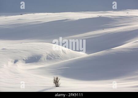 Solitary birch tree in snowy landscape in the Dovrefjell–Sunndalsfjella National Park in winter, Norway Stock Photo