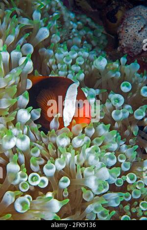 Female tomato anemonefish (Amphiprion frenatus) on bubble-tipped anemone, Palau, Micronesia Stock Photo