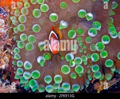 Female tomato anemonefish (Amphiprion frenatus) on bubble-tipped anemone, Palau, Micronesia Stock Photo