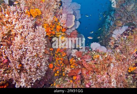 Kaleidoscope of colors composed of sea fans, sponges, and corals, Coiba Marine Park, Panama Stock Photo