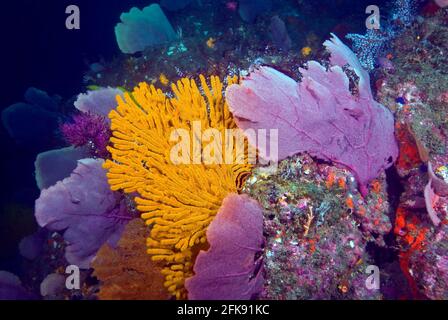 Kaleidoscope of colors composed of sea fans, sponges, and corals, Coiba Marine Park, Panama Stock Photo