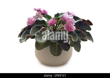 African violet plant in flower pot isolated on white background. Saintpaulia Pink Wave Stock Photo