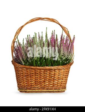 Heather flowers in woven basket isolated on white background Stock Photo