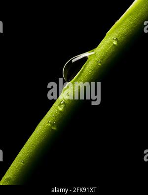 macro of a water drop falling down the stem of a plant Stock Photo