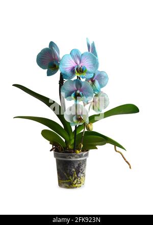 Blue orchid isolated on white background Stock Photo