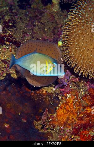 Scythe triggerfish (Sufflamen bursa) at wreck of the  Hirokawa Maru, Solomon Islands Stock Photo