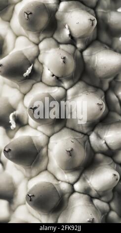 macro of spadix of a peace lily plant Stock Photo