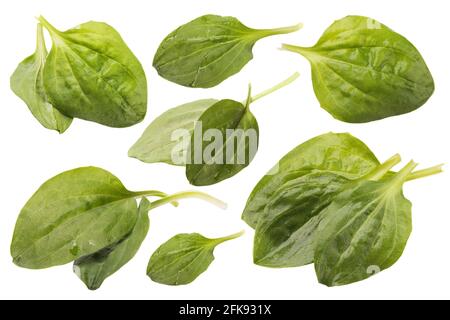 Plantain leaves set isolated on white background. Stock Photo