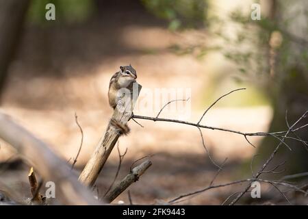 A Siberian chipmunk (Eutamias sibiricus) in a forest in Tilburg Noord Brabant in the Netherlands Stock Photo