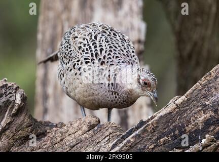 One adult female pheasant, Phasianus Colchicus, in woodland; Lackford Lakes Nature reserve, Suffolk Wildlife Trust, Suffolk UK Stock Photo