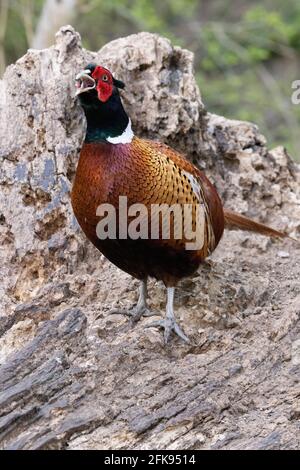 Adult male pheasant, Phasianus Colchicus, in woodland, Lackford Lakes, Suffolk Uk Stock Photo