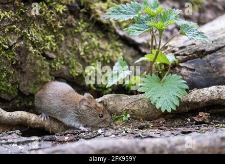 Bank vole UK - a single adult bank vole ( Myodes glareolus ), a small rodent native to the British Isles in woodland, Lackford Lakes, Suffolk UK Stock Photo