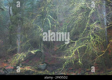 Dark, haunted, ominous woodland forest with green mossy sparse trees at the Hermitage in Dunkeld, Scotland. Stock Photo