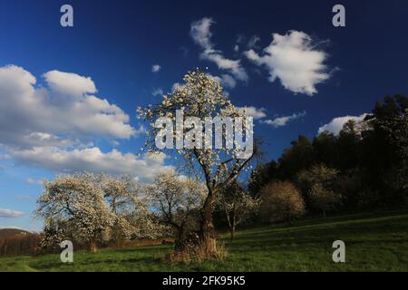 Kirschbaum mit Kirschblüte und blauen Himmel im Frühling auf den Wiesen der Walberla Stock Photo