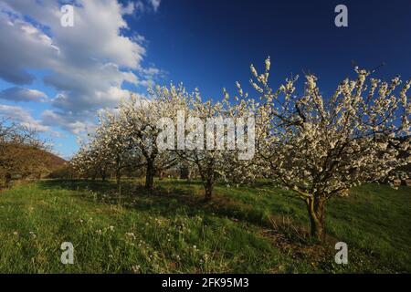 Kirschbaum mit Kirschblüte und blauen Himmel im Frühling auf den Wiesen der Walberla Stock Photo