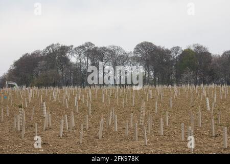 Wendover, UK. 28th April, 2021. Ancient woodland at Jones Hill Wood is viewed across a field containing saplings planted by contractors working on behalf of HS2 Ltd as mitigation for environmental destruction caused by the HS2 high-speed rail link. Felling of Jones Hill Wood, which contains resting places and/or breeding sites for pipistrelle, barbastelle, noctule, brown long-eared and natterer’s bats and is said to have inspired Roald Dahl's Fantastic Mr Fox, has recommenced after a High Court judge yesterday refused permission to environmental campaigner Mark Keir to apply for judicial revie Stock Photo