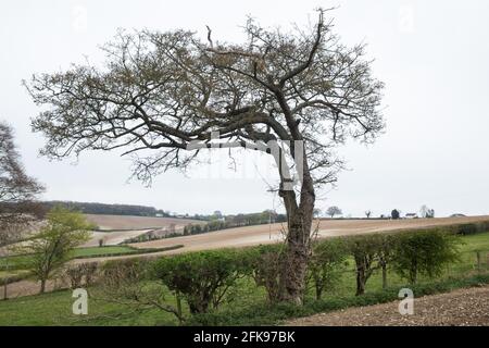 Wendover, UK. 28th April, 2021. A view across the Chilterns from Jones Hill Wood. Felling of Jones Hill Wood, which contains resting places and/or breeding sites for pipistrelle, barbastelle, noctule, brown long-eared and natterer’s bats and is said to have inspired Roald Dahl's Fantastic Mr Fox, has resumed after a High Court judge refused environmental campaigner Mark Keir permission to apply for judicial review and lifted an injunction preventing further felling for the HS2 high-speed rail link. Credit: Mark Kerrison/Alamy Live News Stock Photo