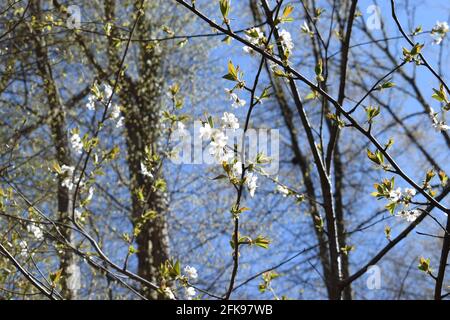 white blooming cherry tree Stock Photo