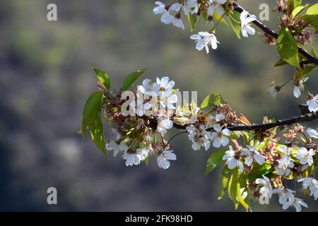 white blooming cherry tree Stock Photo