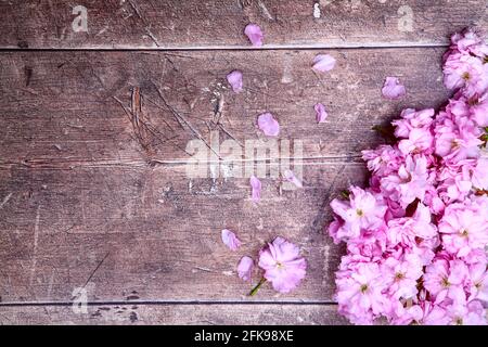 Ornamental pink cherry tree blossom background on a rustic wooden table top with space for copy Stock Photo