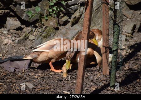 Orpington ducks Stock Photo