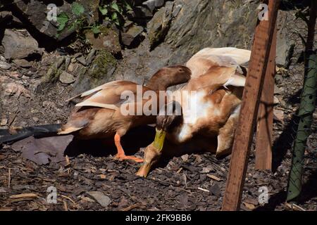 Orpington ducks Stock Photo