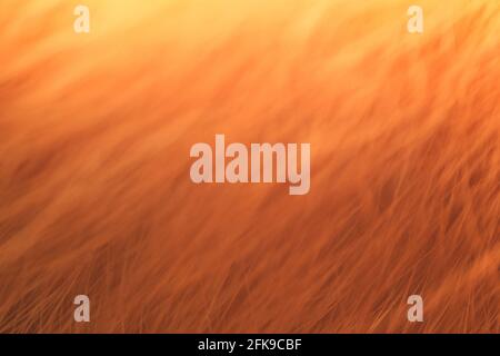 Abstract, bright red background. Glowing red fur, close-up. Stock Photo