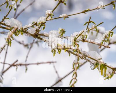Melting snow or ice on tree branches with green buds Stock Photo