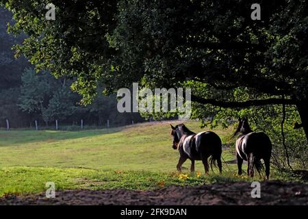 Braune Pferde auf Außenweide /Horses Stock Photo