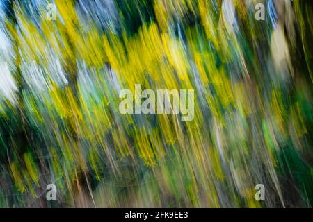 Yellow star trails slicing diagonally across the image are created with ICM (Intentional Camera Movement) from forsythia flowers in a forested area Stock Photo