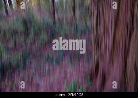 Vertical ICM (Intentional Camera Movement) creates magical forest image where bark of a coniferous tree is silky smooth and the forest floor becomes a Stock Photo