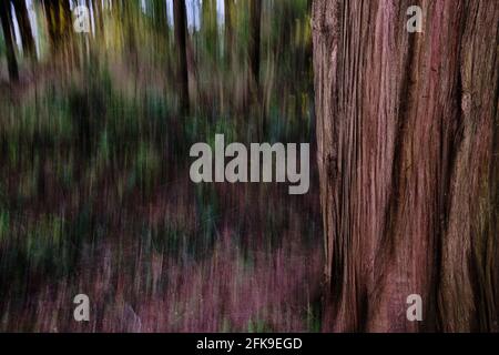 Using vertical ICM (Intentional Camera Movement) and slow sync flash this unusual image has detail and texture of one, close-up coniferous tree contra Stock Photo