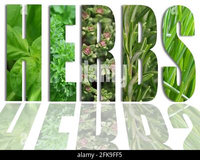 Various herbs in letters of the word HERBS, collection of fresh green herbs in text shape Stock Photo