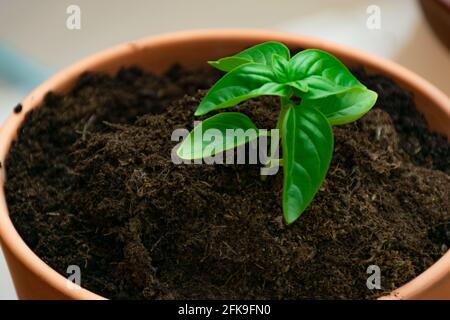 small potted basil plant top view Stock Photo