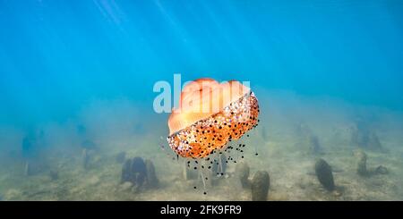 Cotylorhiza Tuberculata or fried egg jellyfish floating above the sea bottom covered with fan mussels (pinna nobilis).